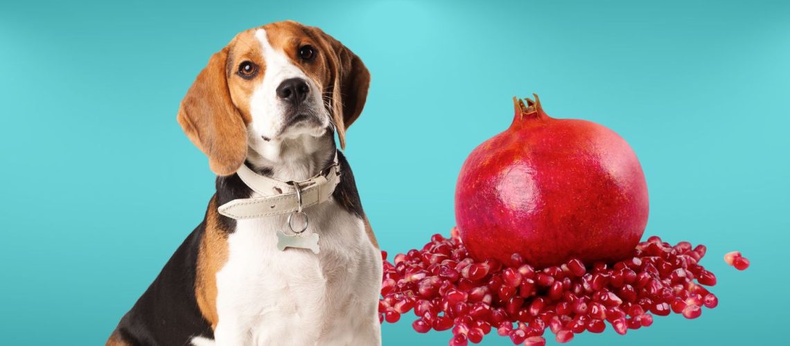 Can Dogs Eat pomegranate seeds?