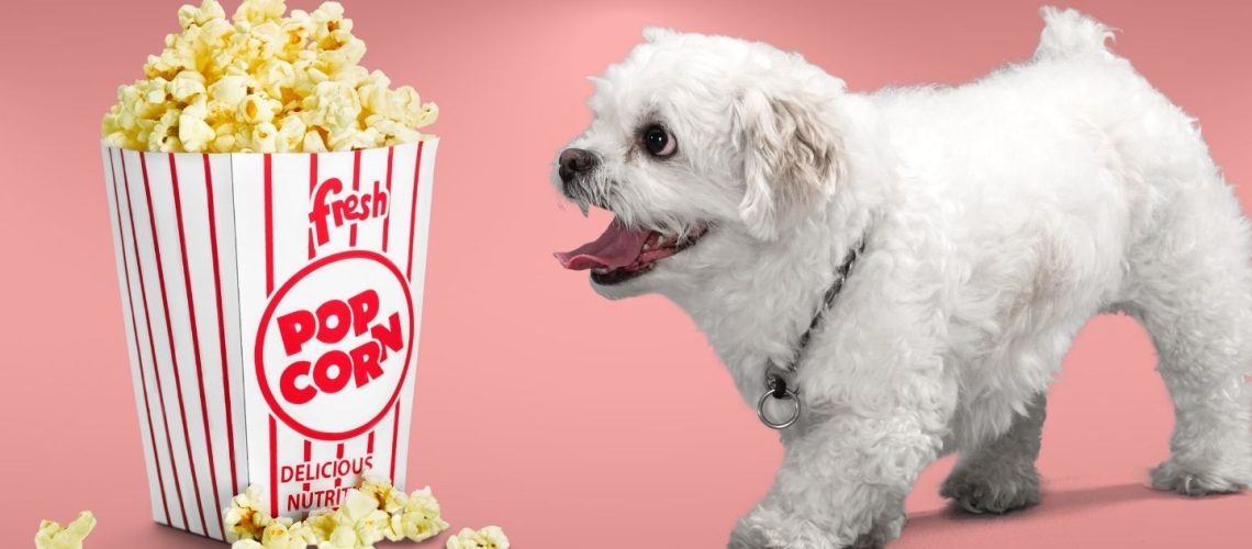 Can Dogs Eat Popcorn? A Comprehensive Guide