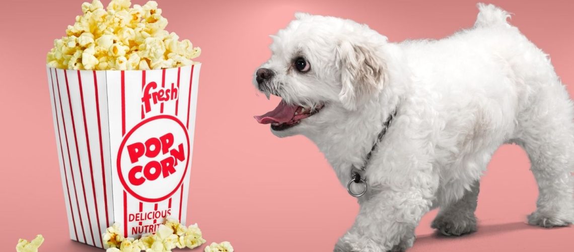 Can Dogs Eat popcorn?