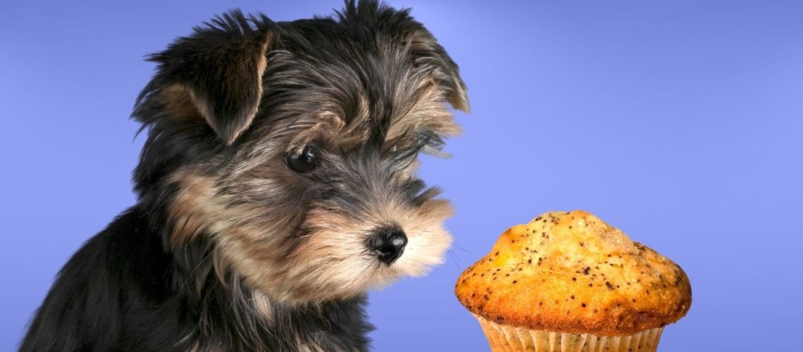 Can Dogs Eat poppy seed muffins?
