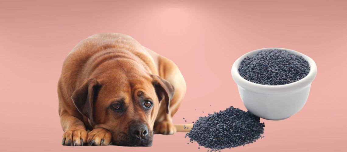 Can Dogs Eat poppy seeds?
