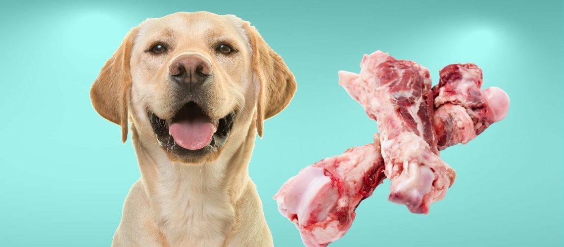 Can Dogs Eat pork bones?