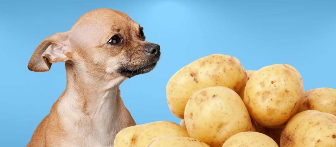 Can Dogs Eat potato?