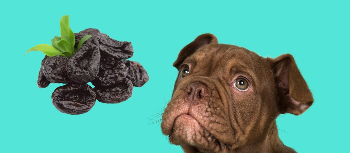 Can Dogs Eat prunes?