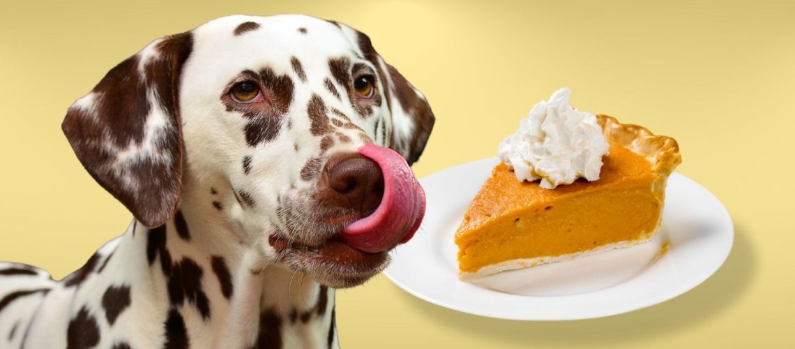 Can Dogs Eat pumpkin pie?