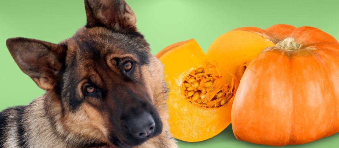 Can Dogs Eat pumpkin?