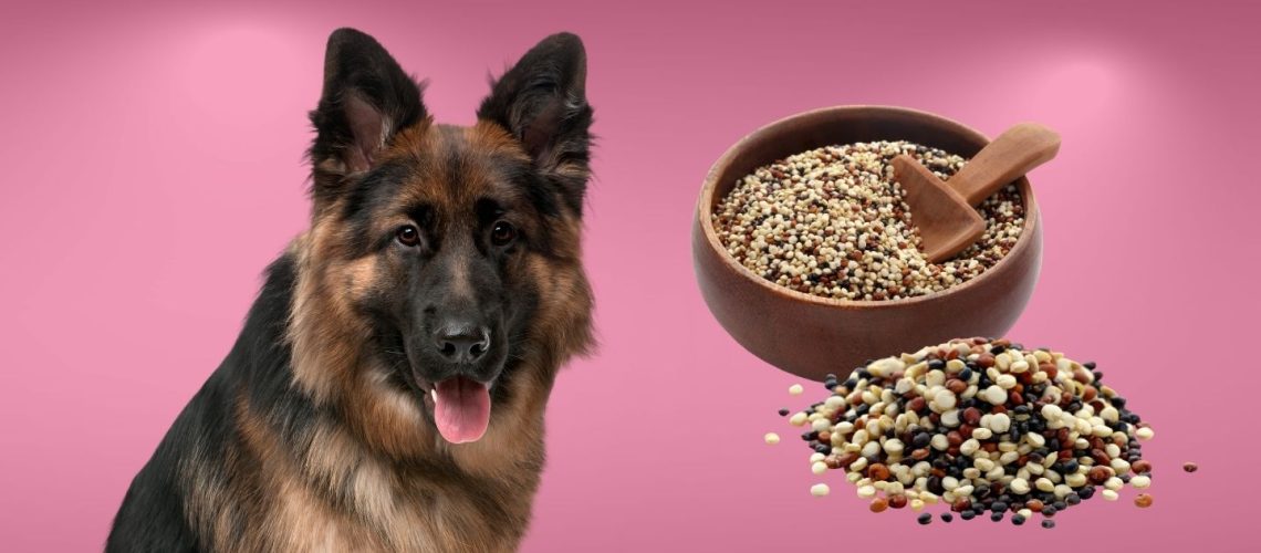 Can Dogs Eat quinoa?