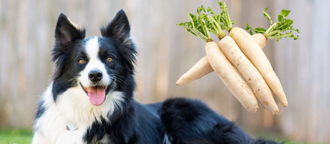 Can Dogs Eat radishes?