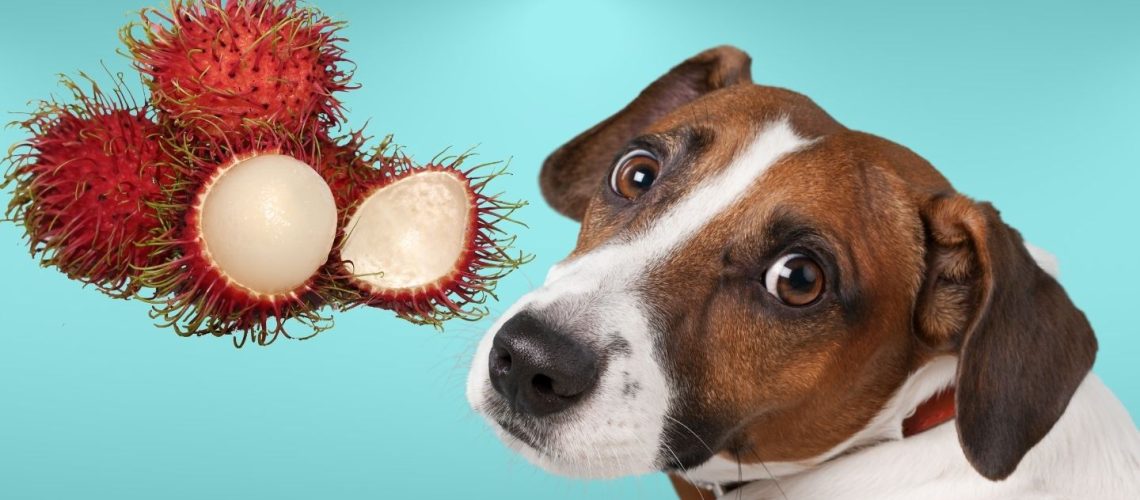Can Dogs Eat rambutan?