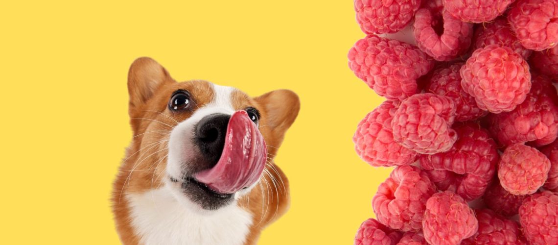 Can Dogs Eat raspberries?