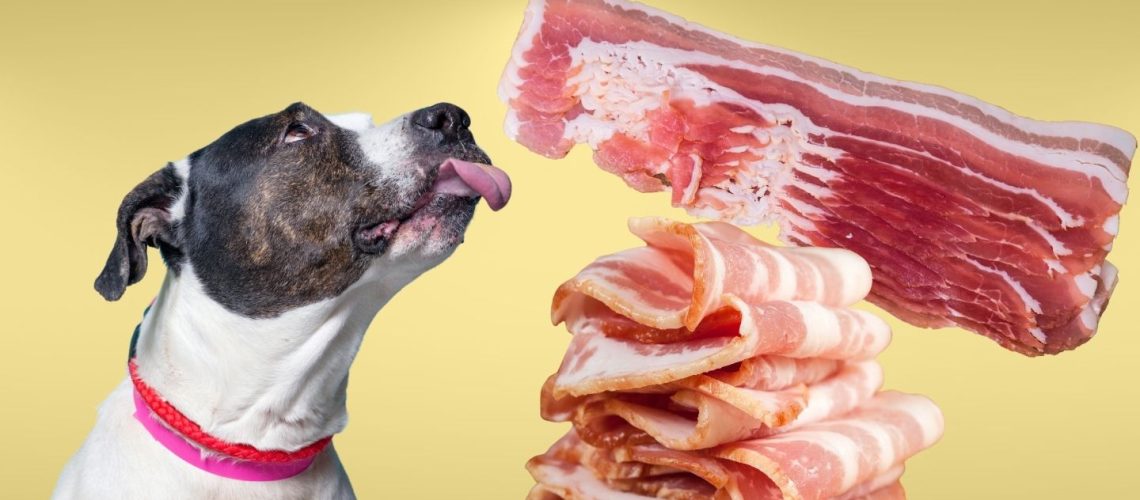 Can Dogs Eat raw bacon?