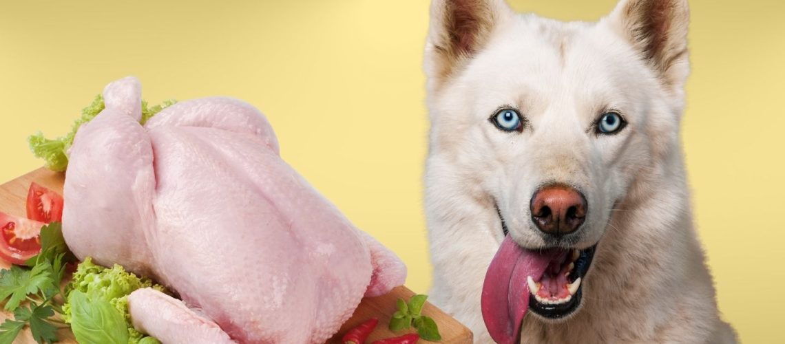 Can Dogs Eat raw chicken?