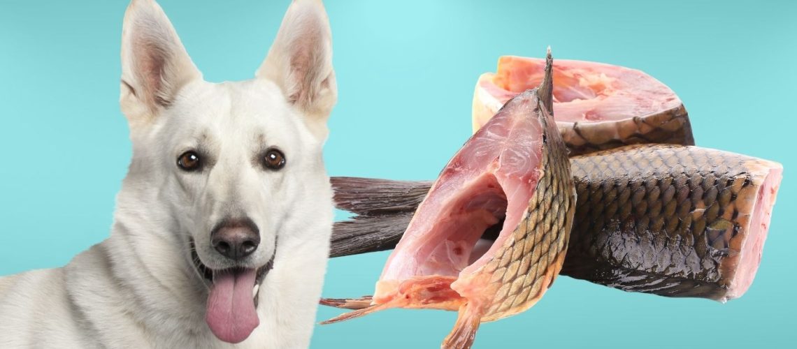 Can Dogs Eat raw fish?