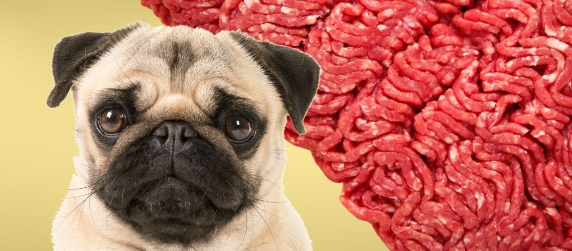 Can Dogs Eat raw ground beef?