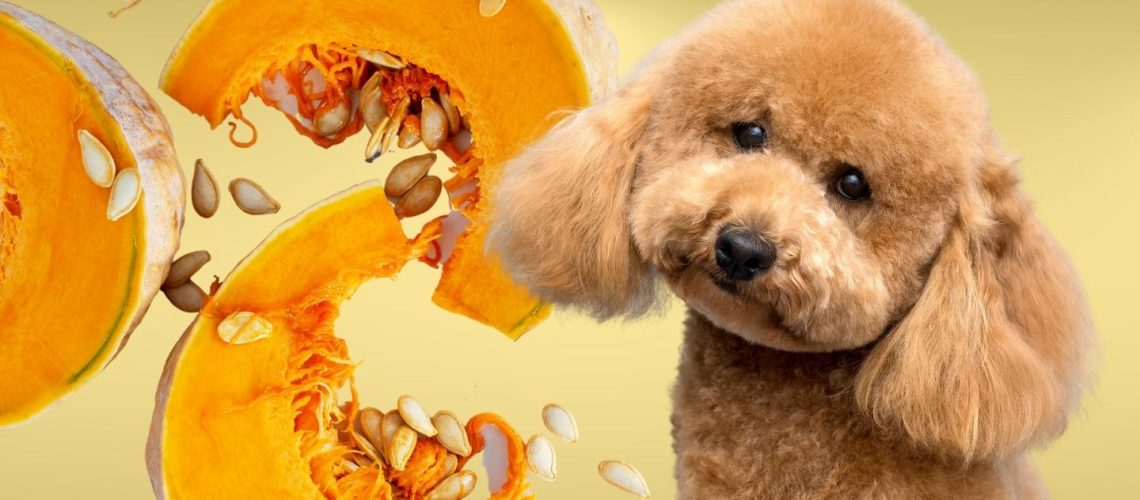 Can Dogs Eat raw pumpkin?