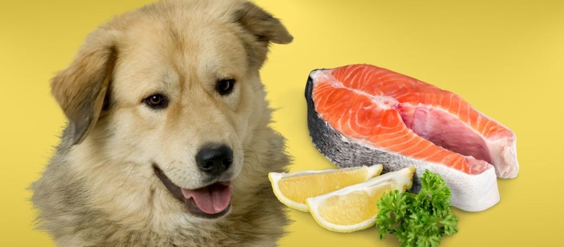 Can Dogs Eat raw salmon?