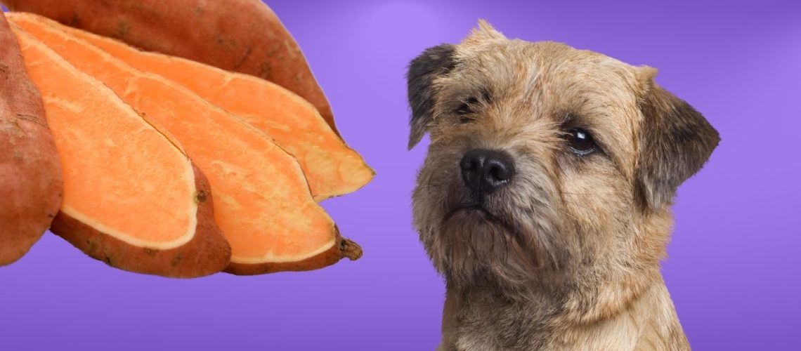 Can Dogs Eat raw sweet potatoes?