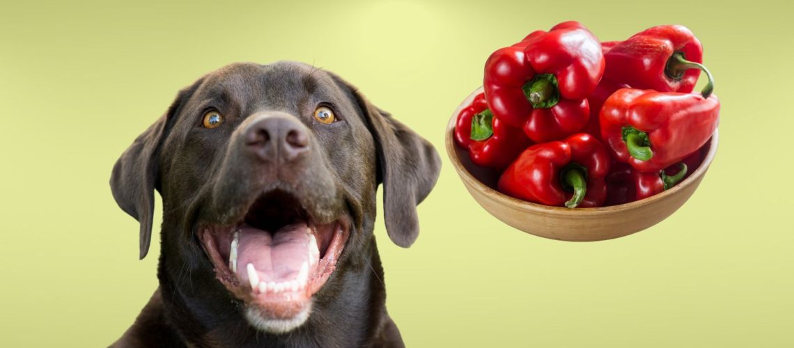 Can Dogs Eat red peppers?