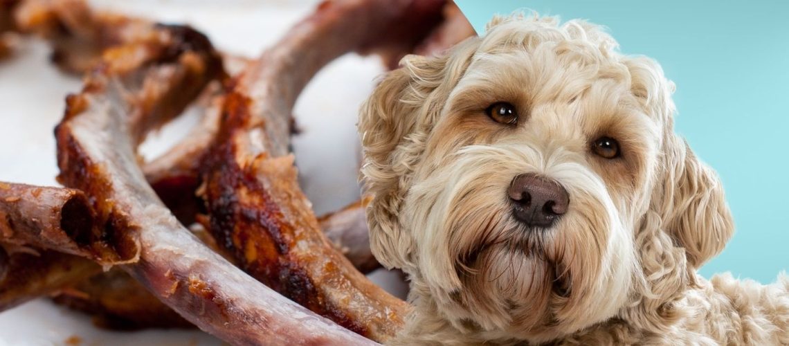 Can Dogs Eat rib bones?
