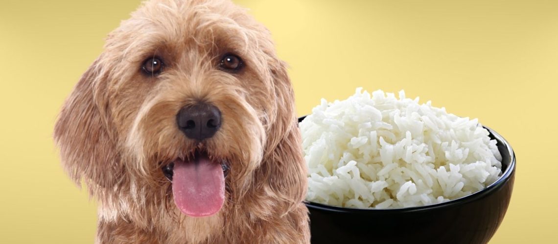 Can Dogs Eat rice?