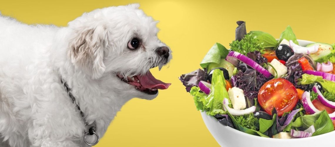 Can Dogs Eat salad?