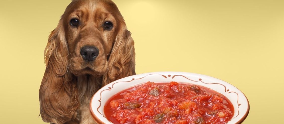Can Dogs Eat salsa?