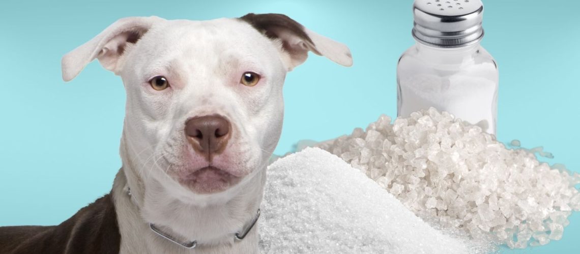 Can Dogs Eat salt?