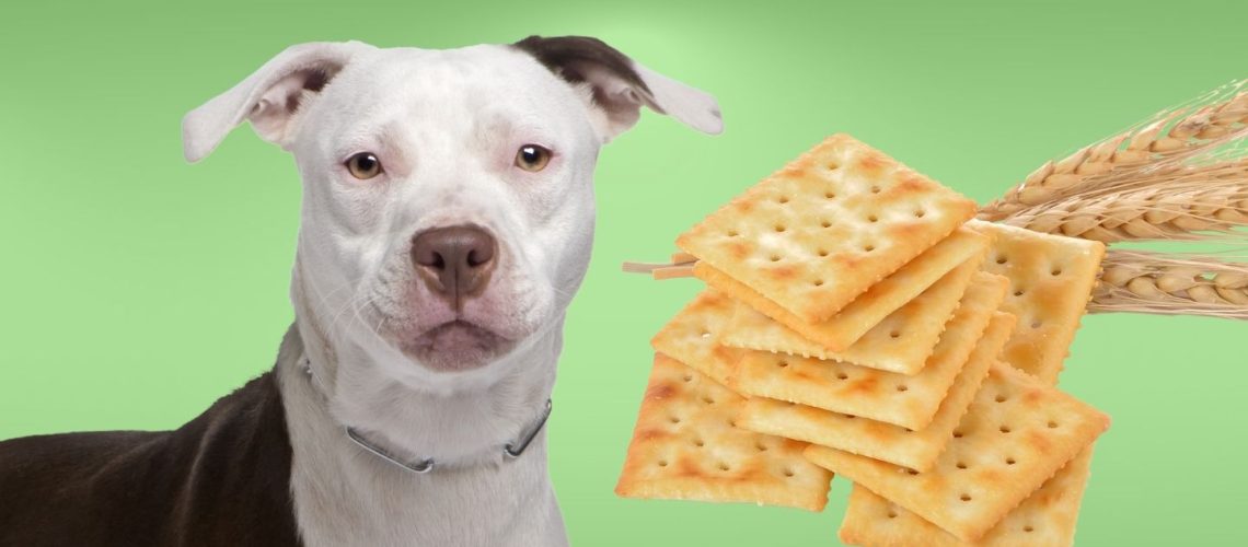 Can Dogs Eat saltine crackers?