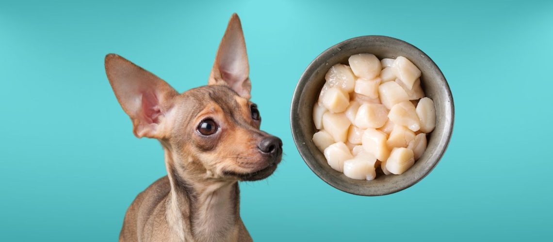 Can Dogs Eat scallops?