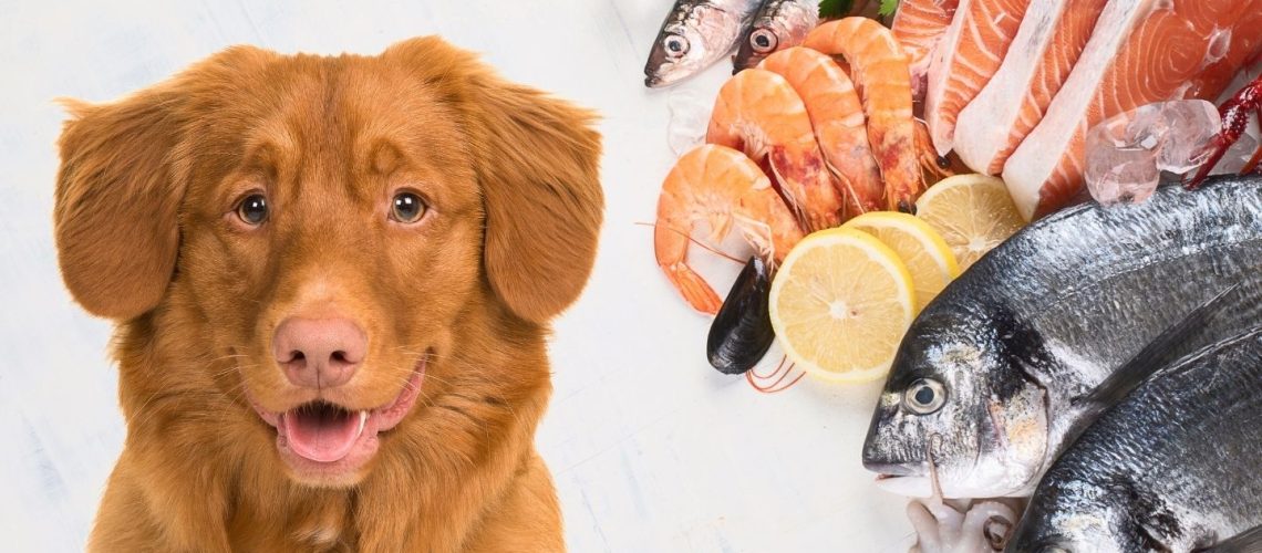 Can Dogs Eat seafood?
