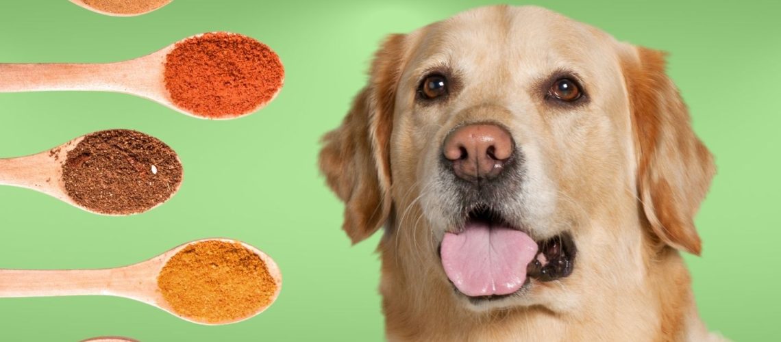 Can Dogs Eat seasonings?