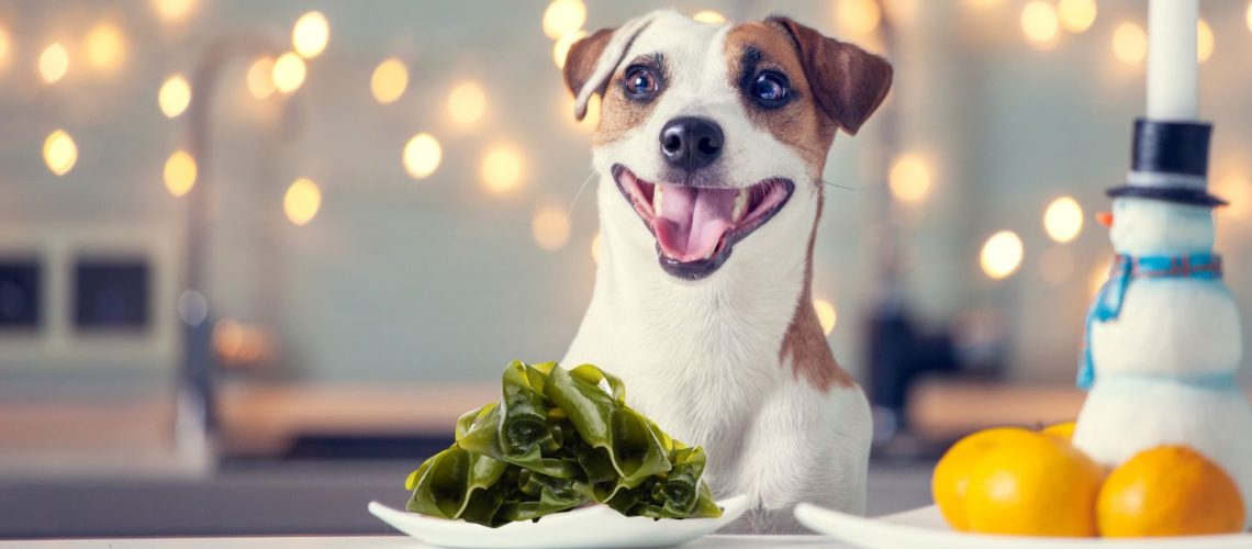Can Dogs Eat seaweed?