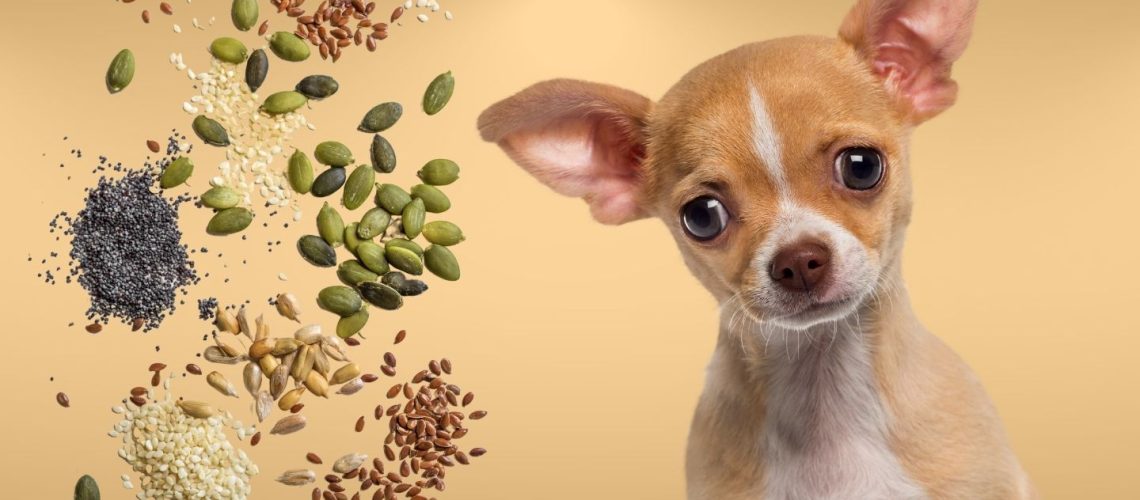 Can Dogs Eat seeds?