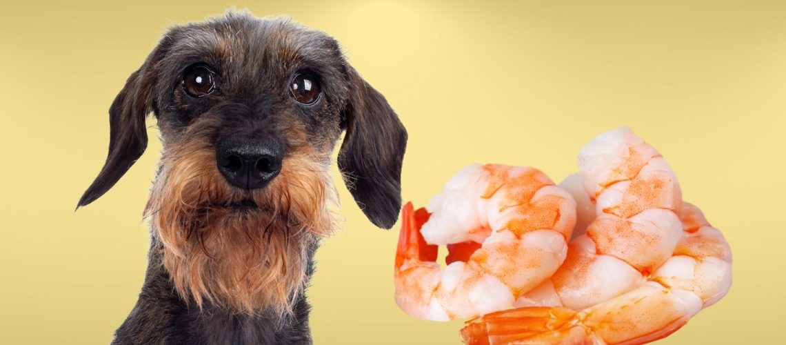 Can Dogs Eat shrimp?