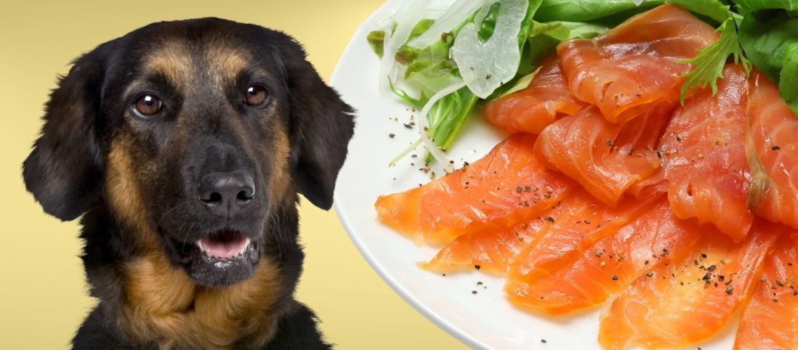 is smoked salmon bad for dogs