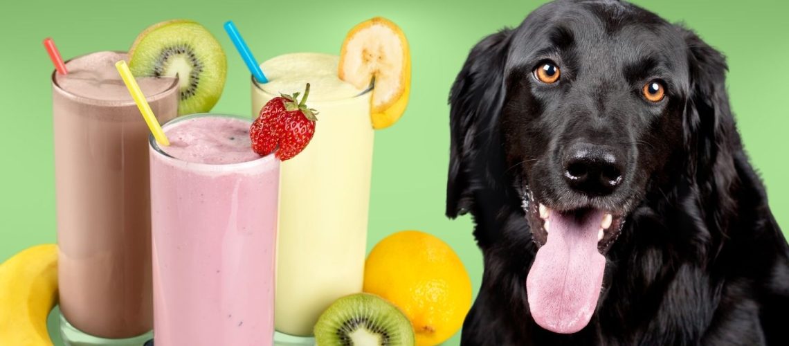 Can Dogs Eat smoothies?