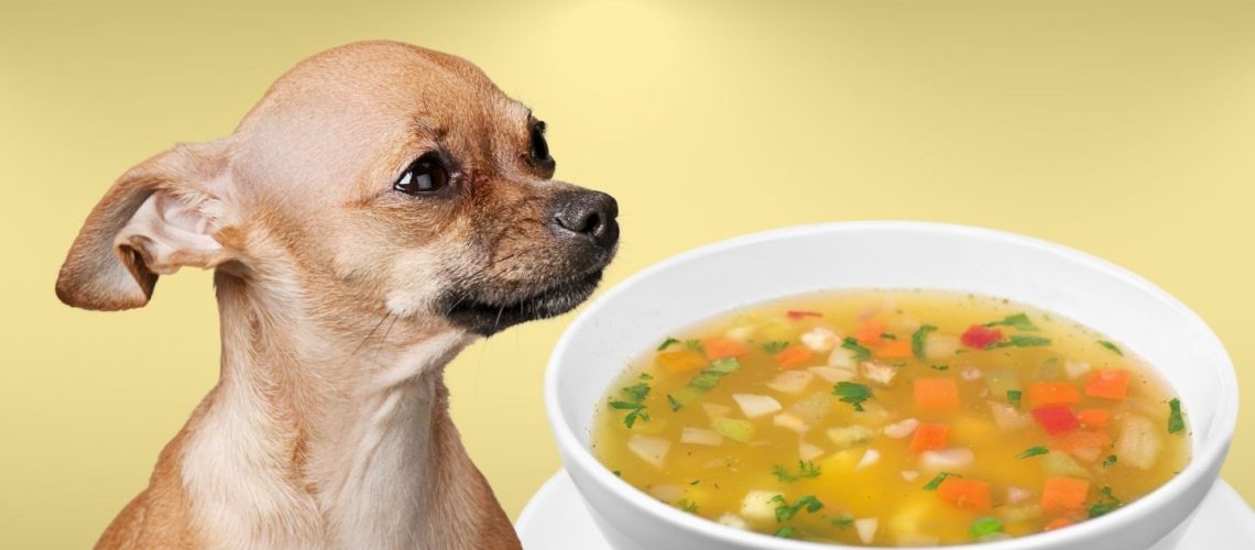 Can Dogs Eat soup?