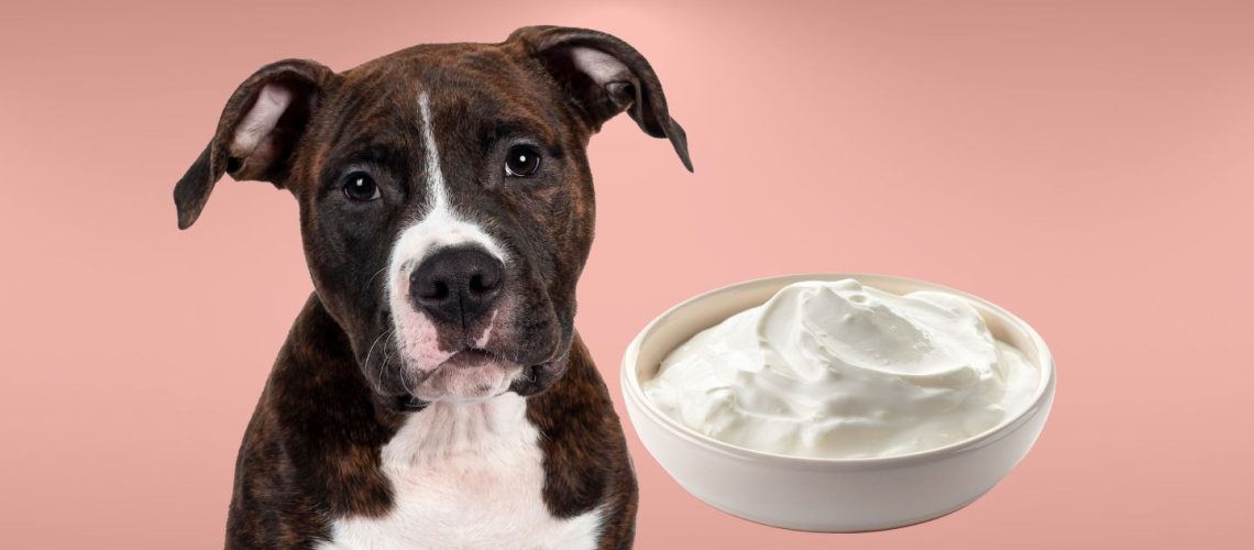 Can Dogs Eat sour cream?
