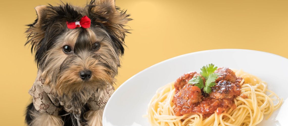 Can Dogs Eat spaghetti?