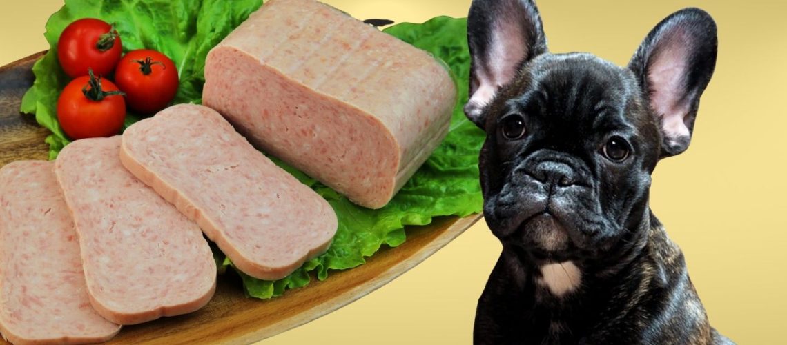 Can Dogs Eat spam?