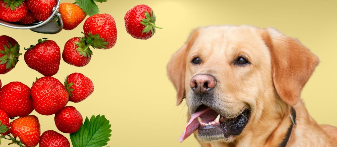 Can Dogs Eat Strawberries? Everything You Need to Know