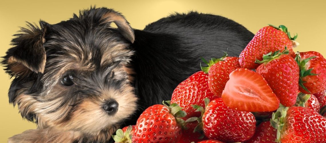 Can Dogs Eat strawberry?