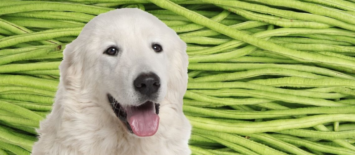 Can Dogs Eat string beans?