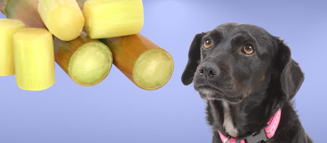 Can Dogs Eat sugar cane?
