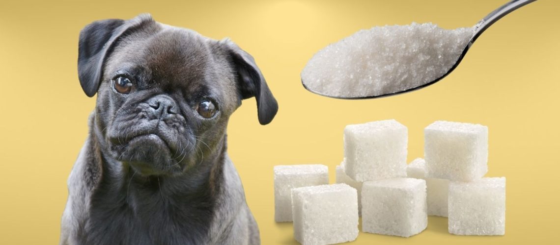 Can Dogs Eat Sugar? The Risks And Dangers