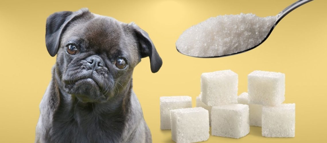 Can Dogs Eat sugar?