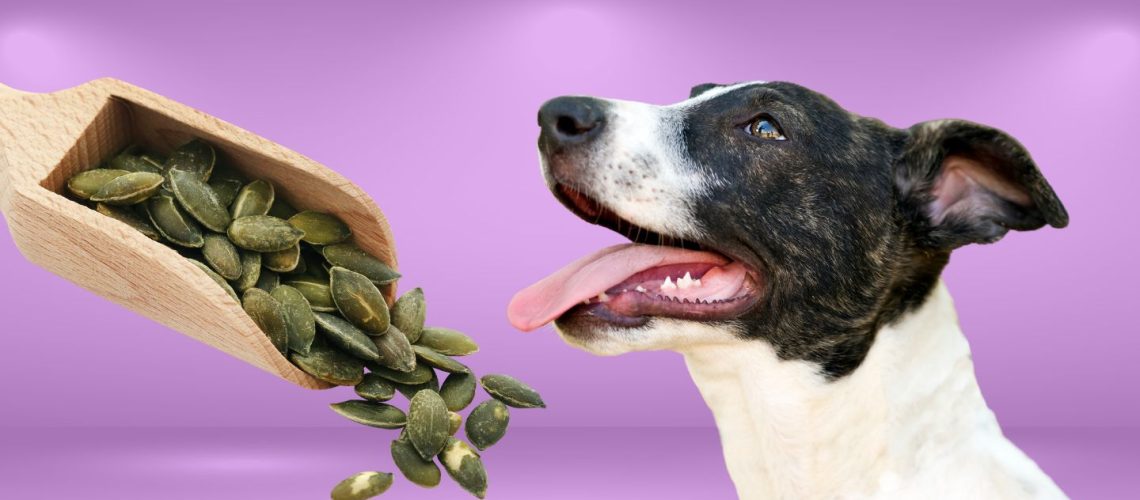 Can Dogs Eat sunflower seeds?