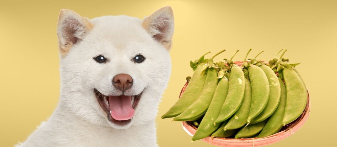 Can Dogs Eat sweet peas?