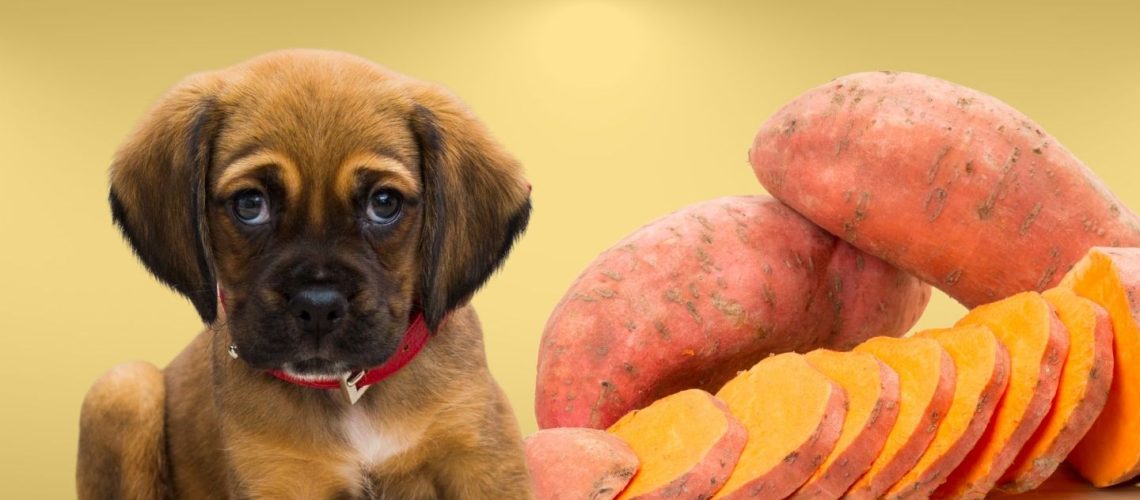 Can Dogs Eat sweet potato?