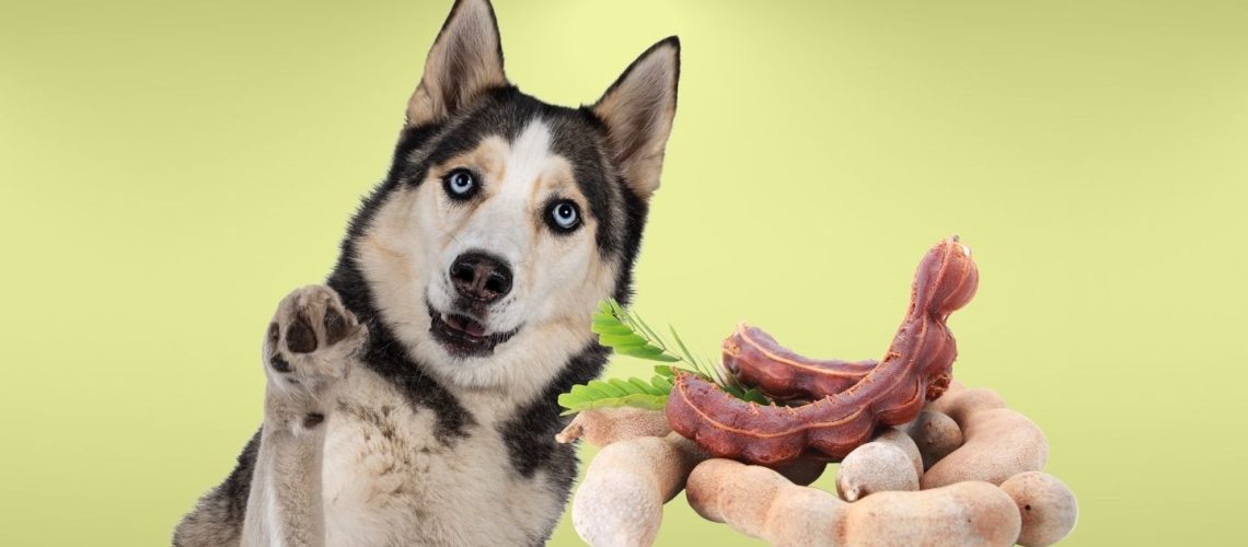 Can Dogs Eat Tamarind? A Comprehensive Guide